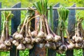 Ripe garlic bulb plants are hanging on old fence for aerate. Autumn season