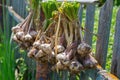 Ripe garlic bulb plants are hanging on old fence for aerate on wind and sunbeams. Autumn season