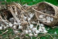 Ripe Garlic Bulbs in a strow basket and on the green grass outdoors