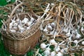 Ripe Garlic Bulbs in a strow basket and on the green grass outdoors
