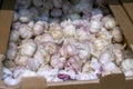 Ripe garlic on the counter of a market stall. raw vegetables, food. Harvest Royalty Free Stock Photo