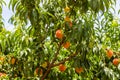 Ripe Georgia Summer Peaches in Orchard