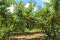 Ripe Georgia Summer Peaches in Orchard