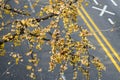 Ripe ginkgo fruits on the branches of ginkgo tree