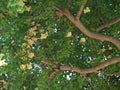 Ripe ginkgo nuts on a tree