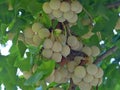 Ripe ginkgo nuts on a tree