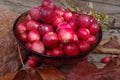 Ripe gluten berries in a plate on a background of autumn foliage and a natural tree in the ray of sunshine. Healthy foods. Wild Royalty Free Stock Photo