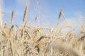 Ripe gold-colored wheat spikes across blue sky