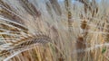 Ripe and golden barley wheat farm field.
