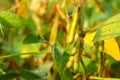Ripe golden brown soybeans on a soybean plantation Royalty Free Stock Photo
