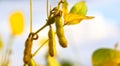 Ripe golden brown soybeans on a soybean plantation Royalty Free Stock Photo