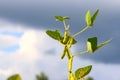 Ripe golden brown soybeans on a soybean plantation Royalty Free Stock Photo