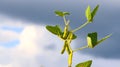 Ripe golden brown soybeans on a soybean plantation Royalty Free Stock Photo