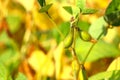 Ripe golden brown soybeans on a soybean plantation Royalty Free Stock Photo