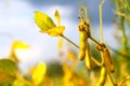 Ripe golden brown soybeans on a soybean plantation Royalty Free Stock Photo