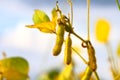 Ripe golden brown soybeans on a soybean plantation Royalty Free Stock Photo