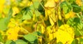 Ripe golden brown soybeans on a soybean plantation Royalty Free Stock Photo