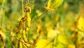 Ripe golden brown soybeans on a soybean plantation Royalty Free Stock Photo