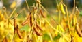 Ripe golden brown soybeans on a soybean plantation Royalty Free Stock Photo