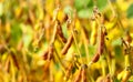 Ripe golden brown soybeans on a soybean plantation Royalty Free Stock Photo