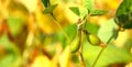 Ripe golden brown soybeans on a soybean plantation Royalty Free Stock Photo