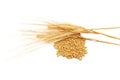 Ripe golden color wheat spike and grains isolated Royalty Free Stock Photo