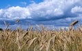 Ripe golden color wheats growing in nature against sunny party cloudy sky