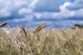 Ripe golden color wheats growing in nature against sunny party cloudy sky