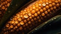 ripe golden corn cob with large drops of water on a dark background