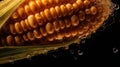 ripe golden corn cob with large drops of water on a dark background