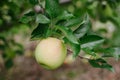 A ripe golden apple on a branch ready to be picked Royalty Free Stock Photo