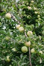 Ripe golden delicious apples on a tree ready to be picked Royalty Free Stock Photo