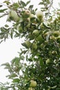 Ripe golden delicious apples on a tree ready to be picked Royalty Free Stock Photo