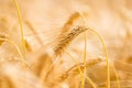 Ripe golden ear of wheat