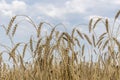 Ripe golden ears of grain crops against a blue cloudy summer sky. The harvest is ripe. Royalty Free Stock Photo