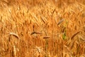Ripe golden ears of wheat against the yellow background of the field. Close-up, nature. The idea of a rich summer harvest. Spot Royalty Free Stock Photo