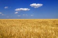 Ripe golden ears of wheat in the field against the blue sky, background. Close up nature Idea of a rich harvest in summer, Royalty Free Stock Photo