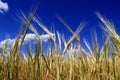 Ripe golden ears of wheat in the field against the blue sky, background. Close up nature photo of a rich harvest in summer. Royalty Free Stock Photo