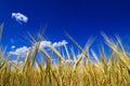 Ripe, golden ears of wheat in the field against the blue sky, Royalty Free Stock Photo