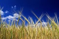 Ripe golden ears of wheat in the field against the sky, background. Close up nature Idea of a rich harvest in summer Royalty Free Stock Photo