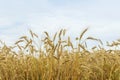 Ripe golden high spikes ripe rye field, wheat against blue sky. Sunny summer day. Royalty Free Stock Photo