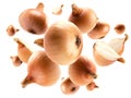 Ripe Golden onion levitates on a white background Royalty Free Stock Photo