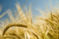 Ripe golden wheat 2 Royalty Free Stock Photo