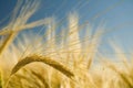 Ripe golden wheat 3 Royalty Free Stock Photo