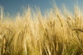 Ripe golden wheat 4 Royalty Free Stock Photo