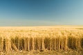 Ripe golden wheat 7 Royalty Free Stock Photo