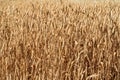Ripe golden wheat ears background Royalty Free Stock Photo
