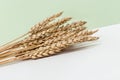 Ripe golden wheat ears close up. Pastel color background with ripening ears pf cereal plant. Royalty Free Stock Photo