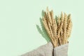 Ripe golden wheat ears close up. Ripening ears pf cereal plant on sack and green background. Royalty Free Stock Photo