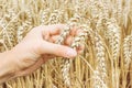 Ripe golden wheat ears in her hand the farmer Royalty Free Stock Photo